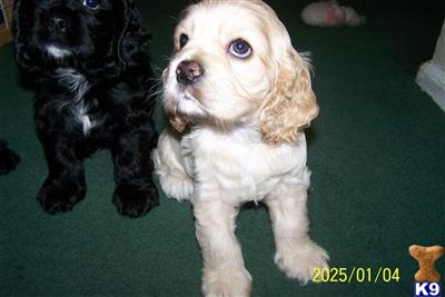 Puppies in NJ